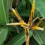 Heliconia psittacorum Flower