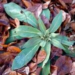 Verbascum phlomoides ഇല