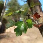 Crataegus rhipidophylla Leaf