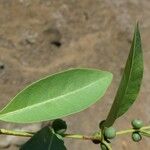 Polysphaeria multiflora Hoja