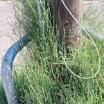 Equisetum ramosissimum आदत