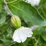 Silene latifolia Flower