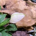 Spathiphyllum blandum Altro