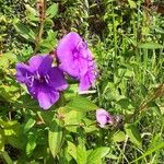 Tibouchina heteromalla Kwiat