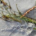 Halodule wrightii Hoja