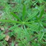 Galium aparine Φύλλο