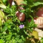 Stemodia durantifolia Flower