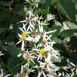 Eurybia schreberi Flor