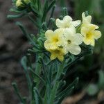 Lithospermum cobrense Habit