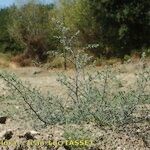 Salsola australis Costuma