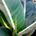 Dieffenbachia oerstedii Hoja