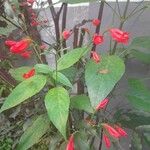 Ruellia brevifolia Blad