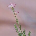 Oenothera suffrutescens Flor