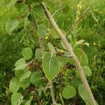 Populus tremuloides പുറംതൊലി