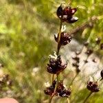 Juncus alpinoarticulatus Цвят