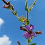 Cuphea glutinosa Blomma