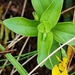 Lysimachia nemorum Fuelha