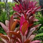 Cordyline fruticosaЛисток