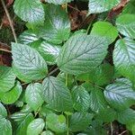 Rubus foliosus Blatt