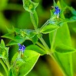 Trichostema brachiatum Blüte