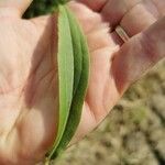 Solidago gigantea Hoja