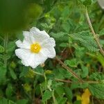 Cistus salviifolius फूल