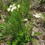 Meum athamanticum Habit