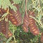 Entada leptostachya Fruit