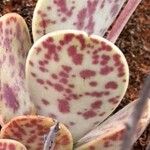 Adromischus subviridis Hoja