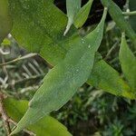 Epiphyllum oxypetalum Leaf