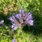 Phacelia congesta Flower