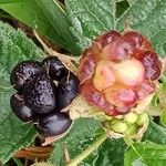 Rubus pruinosus Fruit