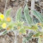 Arnebia decumbens Blad