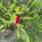 Linum grandiflorumBlüte