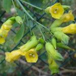 Nicotiana glauca Žiedas