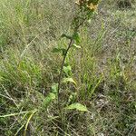 Inula conyza Mosusu