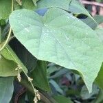 Cissampelos pareira Leaf