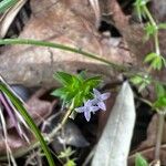 Sherardia arvensis Blomma