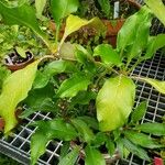 Myrmecodia tuberosa Plante entière