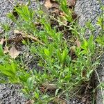 Polygonum arenastrum Habit