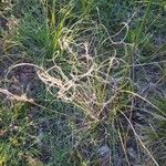 Stipa pennata Fruit