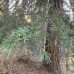 Abies concolor Hoja