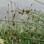 Juncus conglomeratus Fruit