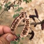 Acacia farnesiana Fruit