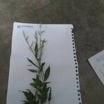 Echinochloa crus-galli Kvet