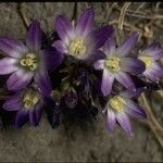 Brodiaea terrestris Květ