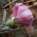 Convolvulus oleifolius Other