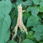 Saururus cernuus Delienn