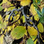 Salix reticulata Kaarna