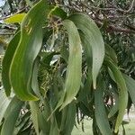 Acacia auriculiformis Blad